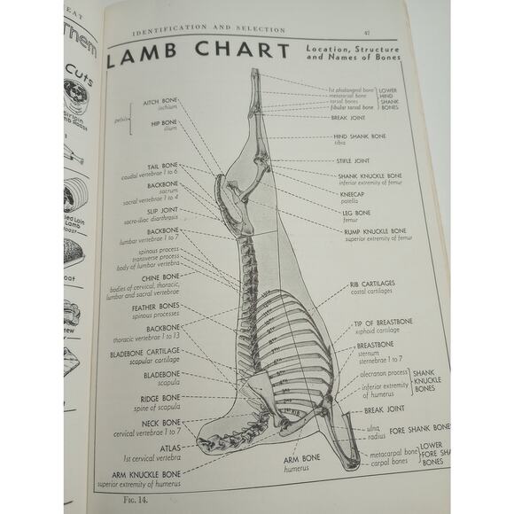 Vtg Ten Lessons On Meat For Schools 5th Edition National Live Stock & Meat Board - Picture 6 of 10